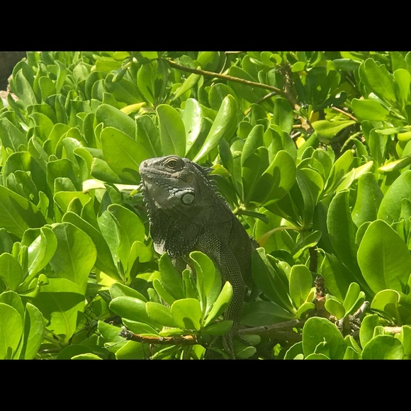 Meet your Posher, Tina - Picture 1 of 1